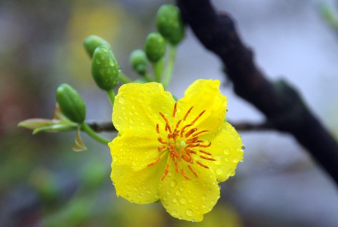 Hoa mai khoe sắc vàng rực giữa Thủ đô - ảnh 3