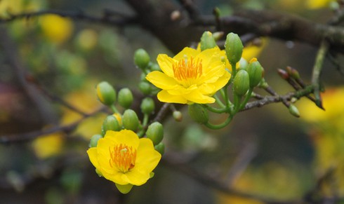 Hoa mai khoe sắc vàng rực giữa Thủ đô - ảnh 4