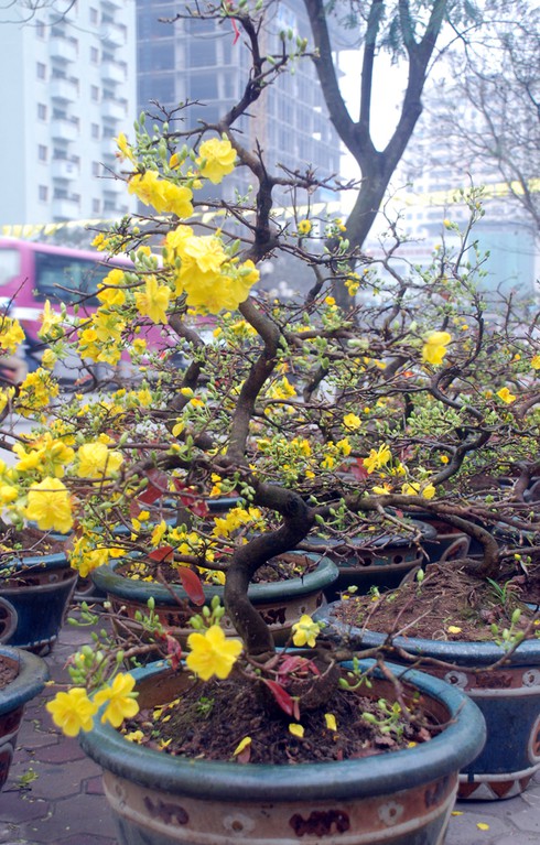 Hoa mai khoe sắc vàng rực giữa Thủ đô - ảnh 7