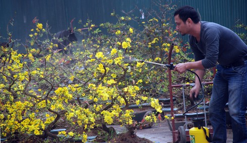 Hoa mai khoe sắc vàng rực giữa Thủ đô - ảnh 5