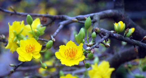 Hoa mai khoe sắc vàng rực giữa Thủ đô - ảnh 6