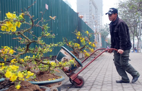 Hoa mai khoe sắc vàng rực giữa Thủ đô - ảnh 1