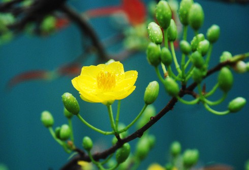 Hoa mai khoe sắc vàng rực giữa Thủ đô - ảnh 8