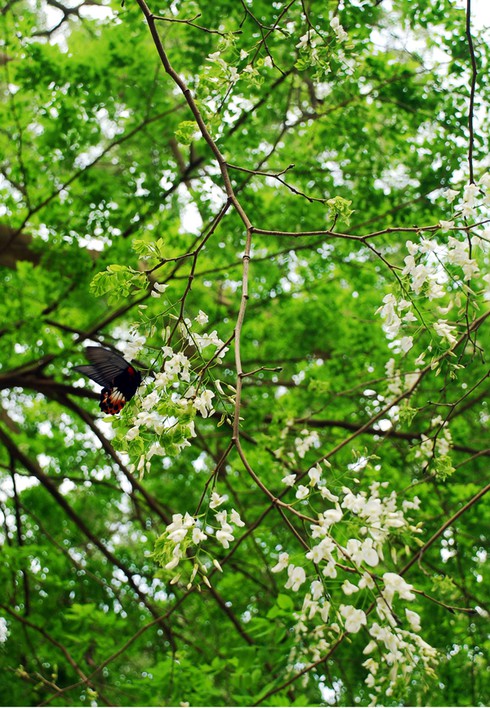 Lạc bước trong vẻ đẹp thuần khiết của hoa sưa Hà Nội - ảnh 8