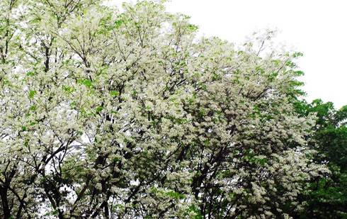 Lạc bước trong vẻ đẹp thuần khiết của hoa sưa Hà Nội - ảnh 1