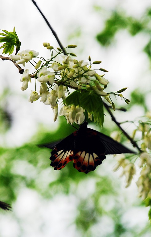 Lạc bước trong vẻ đẹp thuần khiết của hoa sưa Hà Nội - ảnh 2