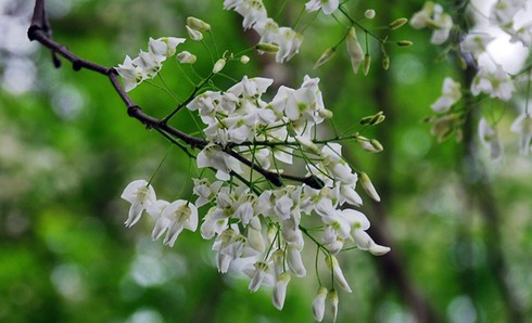 Lạc bước trong vẻ đẹp thuần khiết của hoa sưa Hà Nội - ảnh 3