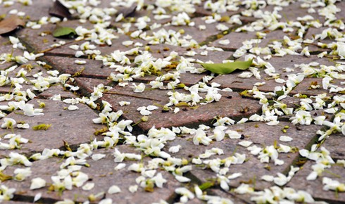 Lạc bước trong vẻ đẹp thuần khiết của hoa sưa Hà Nội - ảnh 4