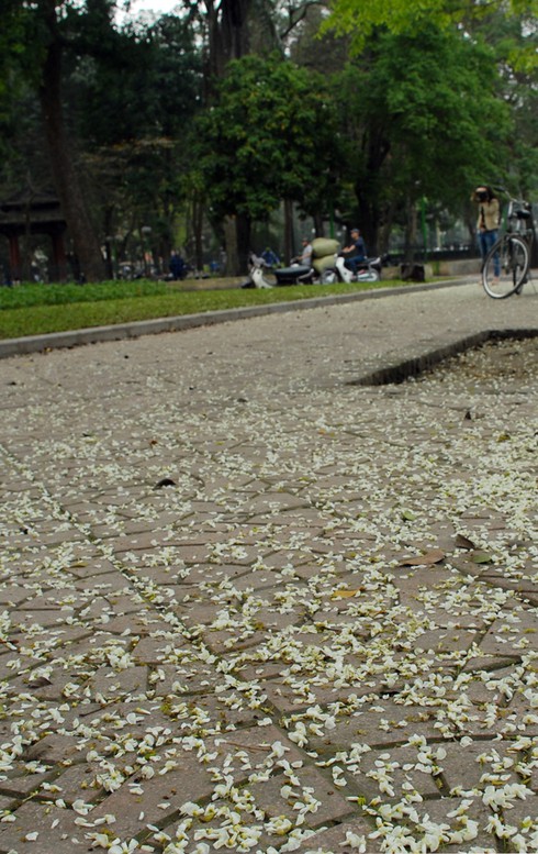 Lạc bước trong vẻ đẹp thuần khiết của hoa sưa Hà Nội - ảnh 5