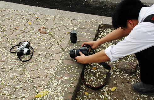 Lạc bước trong vẻ đẹp thuần khiết của hoa sưa Hà Nội - ảnh 6