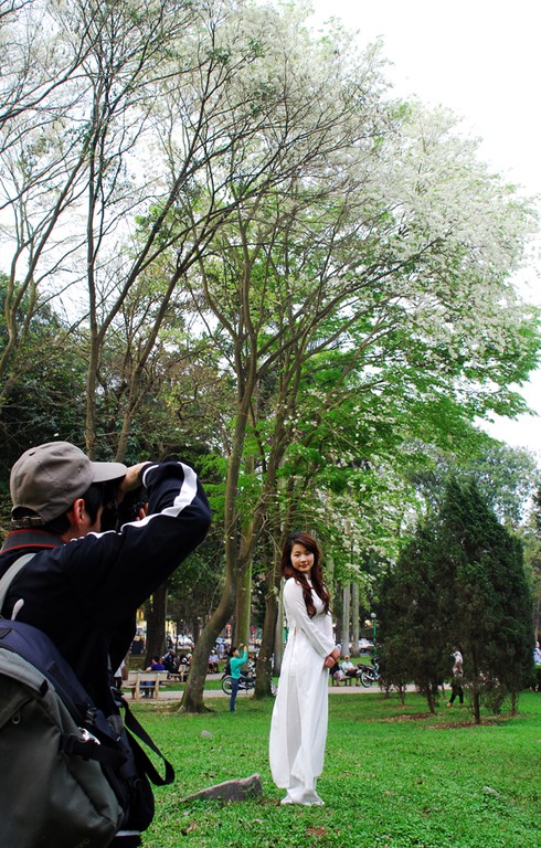 Lạc bước trong vẻ đẹp thuần khiết của hoa sưa Hà Nội - ảnh 7