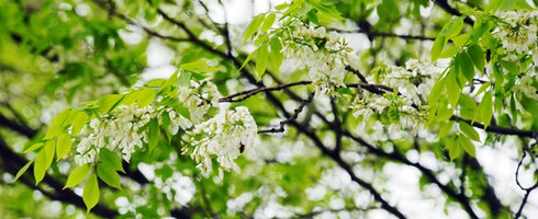 Lạc bước trong vẻ đẹp thuần khiết của hoa sưa Hà Nội - ảnh 9