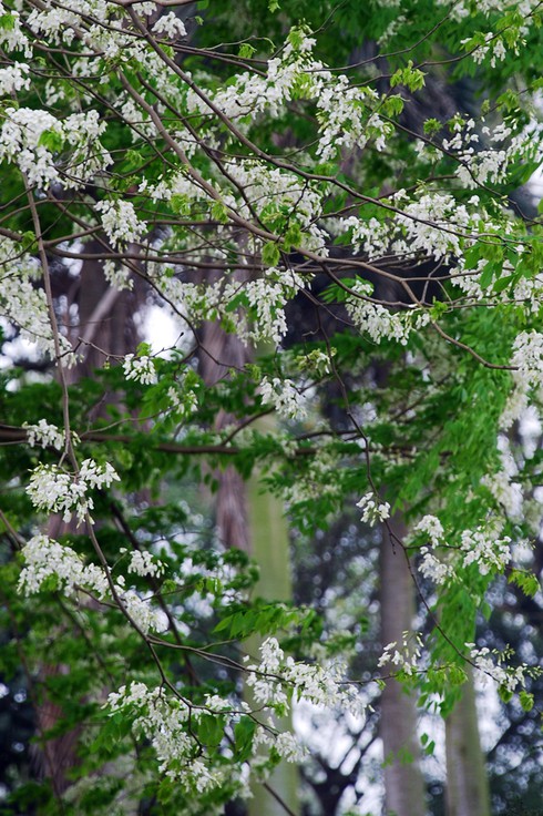 Lạc bước trong vẻ đẹp thuần khiết của hoa sưa Hà Nội - ảnh 10