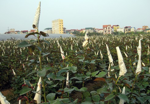 Hoa hồng “cháy hàng” trước mùng 8/3 - ảnh 2