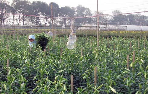 Hoa hồng “cháy hàng” trước mùng 8/3 - ảnh 3