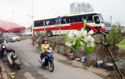 Ngắm hoa lê Sapa trắng muốt giữa Hà Nội - ảnh 13