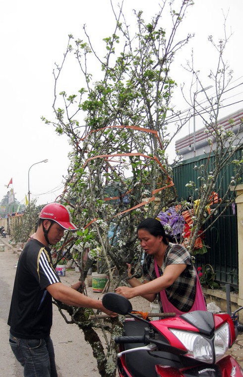 Ngắm hoa lê Sapa trắng muốt giữa Hà Nội - ảnh 15