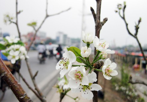 Ngắm hoa lê Sapa trắng muốt giữa Hà Nội - ảnh 6