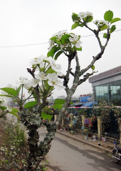 Ngắm hoa lê Sapa trắng muốt giữa Hà Nội - ảnh 7