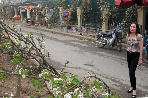 Ngắm hoa lê Sapa trắng muốt giữa Hà Nội - ảnh 8