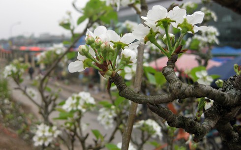 Ngắm hoa lê Sapa trắng muốt giữa Hà Nội - ảnh 9