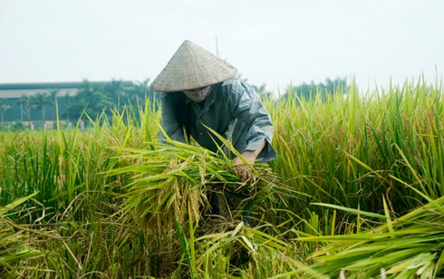 Nông dân gặt lúa dưới cái nắng đổ lửa - ảnh 1