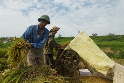 Nông dân gặt lúa dưới cái nắng đổ lửa - ảnh 3