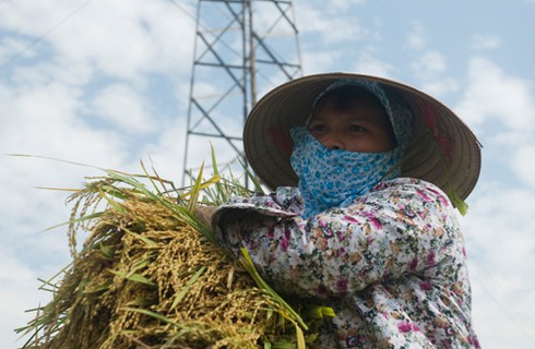 Nông dân gặt lúa dưới cái nắng đổ lửa - ảnh 4