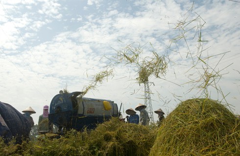 Nông dân gặt lúa dưới cái nắng đổ lửa - ảnh 5