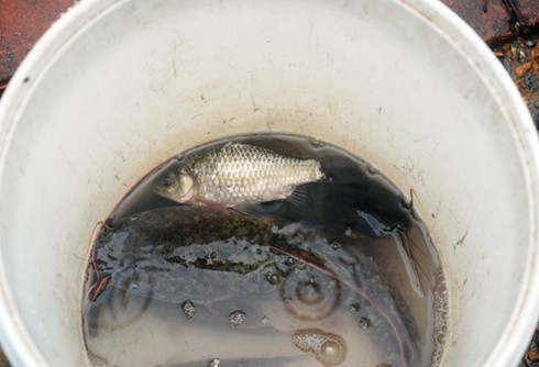 Người dân Thủ đô nặng giỏ cá trê, cá chép sau mưa lớn - ảnh 10