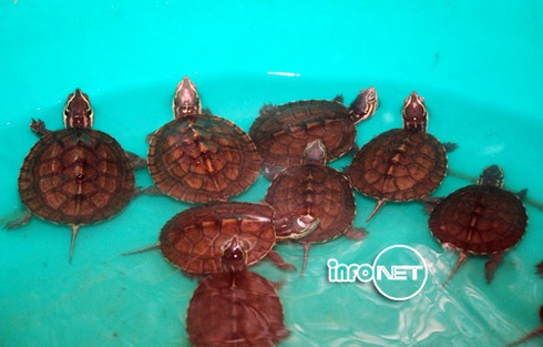 Cận cảnh 71 cá thể rùa Trung Bộ quý hiếm vừa về nước - ảnh 15