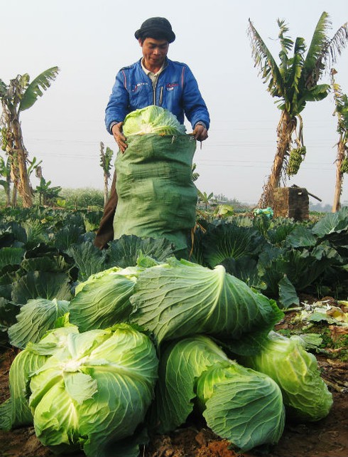 Chỉ 200, 500 đồng mỗi cây bắp cải, su hào tại vườn - ảnh 2