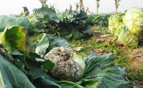 Chỉ 200, 500 đồng mỗi cây bắp cải, su hào tại vườn - ảnh 4