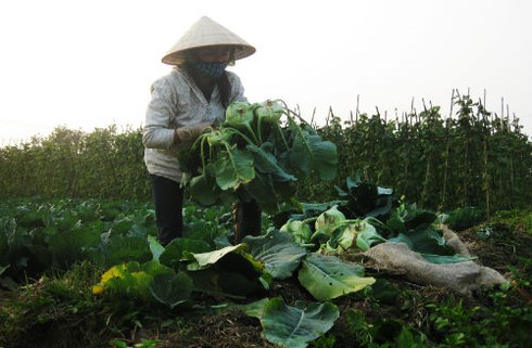 Chỉ 200, 500 đồng mỗi cây bắp cải, su hào tại vườn - ảnh 3