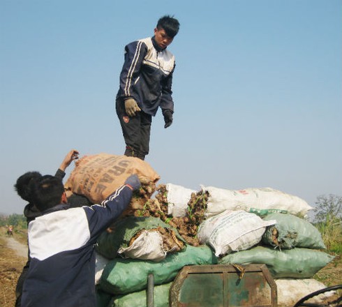Làm miến chuộng bột Tàu, dân trồng dong mất Tết - ảnh 2