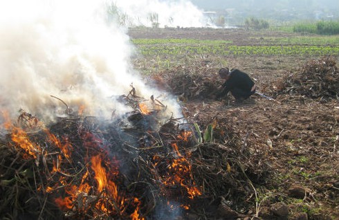 Làm miến chuộng bột Tàu, dân trồng dong mất Tết - ảnh 3