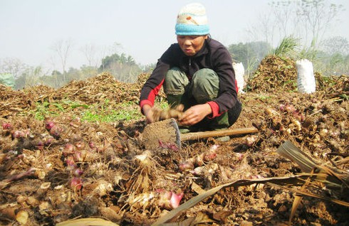 Làm miến chuộng bột Tàu, dân trồng dong mất Tết - ảnh 1