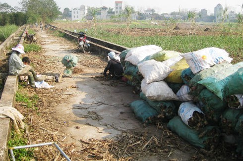 Làm miến chuộng bột Tàu, dân trồng dong mất Tết - ảnh 5