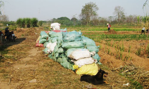 Làm miến chuộng bột Tàu, dân trồng dong mất Tết - ảnh 4