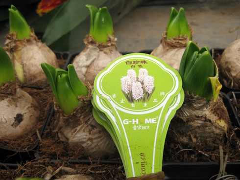 Hoa cảnh Trung Quốc tràn ngập - ảnh 11