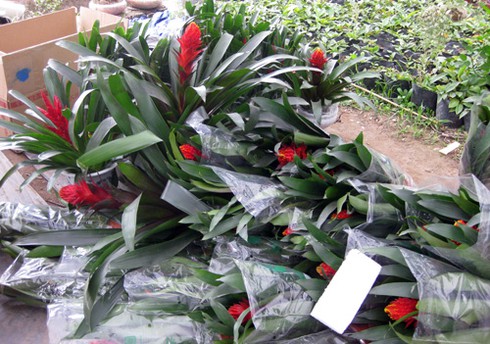 Hoa cảnh Trung Quốc tràn ngập - ảnh 12