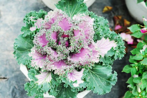 Lạ mắt với cây bắp cải tím ngày xuân - ảnh 1