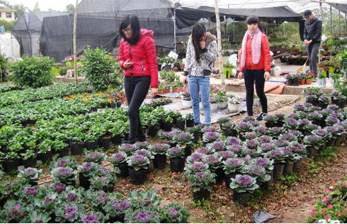 Lạ mắt với cây bắp cải tím ngày xuân - ảnh 10