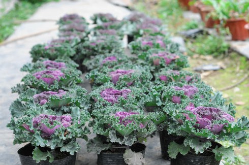 Lạ mắt với cây bắp cải tím ngày xuân - ảnh 2