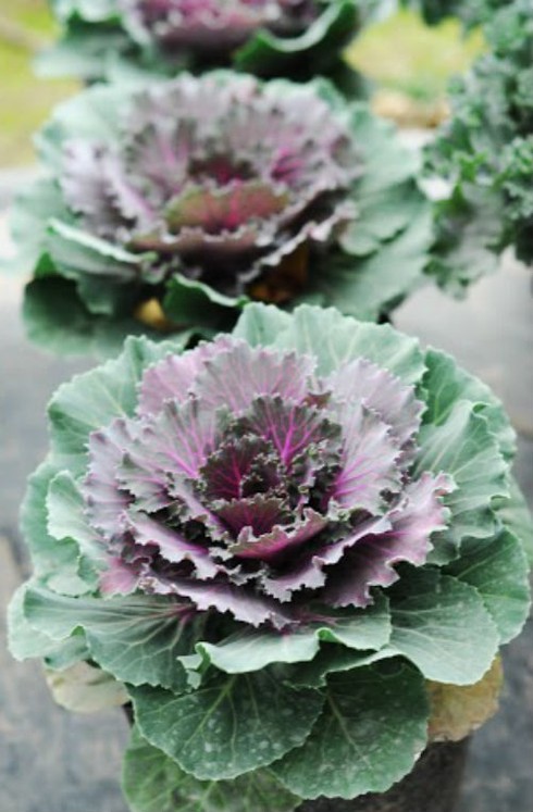 Lạ mắt với cây bắp cải tím ngày xuân - ảnh 3