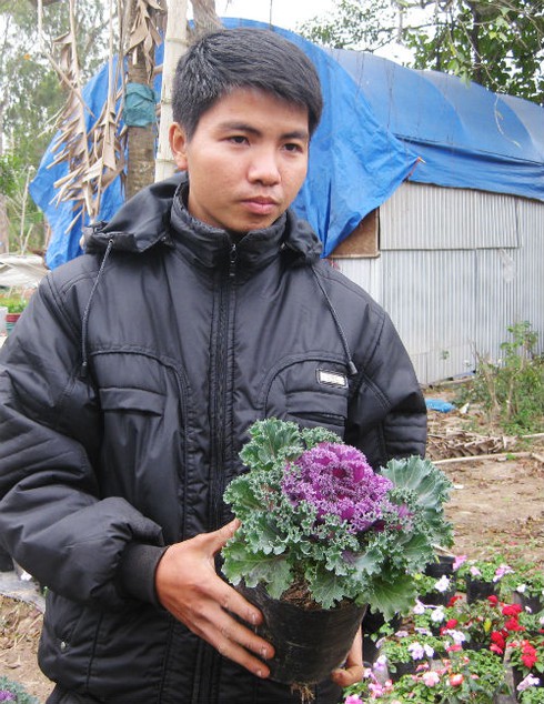 Lạ mắt với cây bắp cải tím ngày xuân - ảnh 4