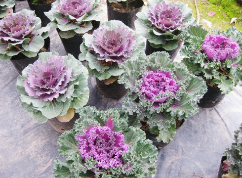 Lạ mắt với cây bắp cải tím ngày xuân - ảnh 5