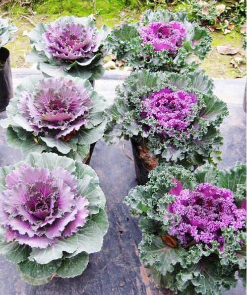 Lạ mắt với cây bắp cải tím ngày xuân - ảnh 6