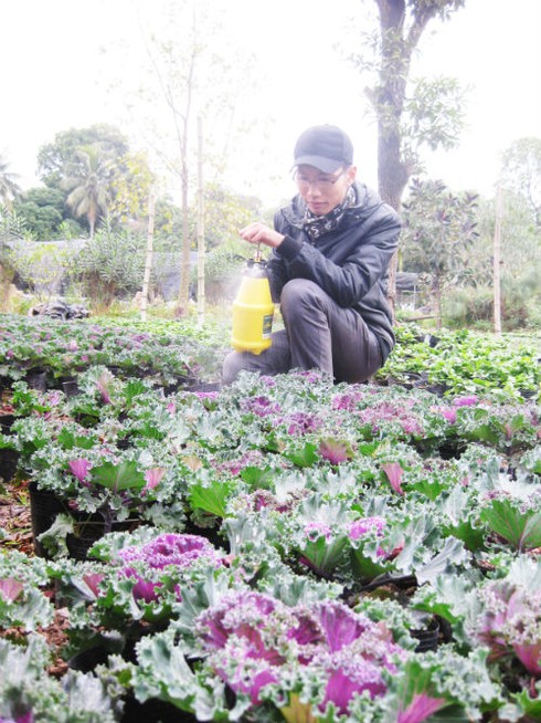 Lạ mắt với cây bắp cải tím ngày xuân - ảnh 7