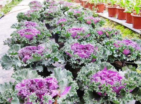 Lạ mắt với cây bắp cải tím ngày xuân - ảnh 8